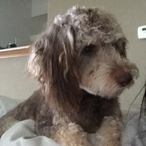 Meet your Posher, Ivette